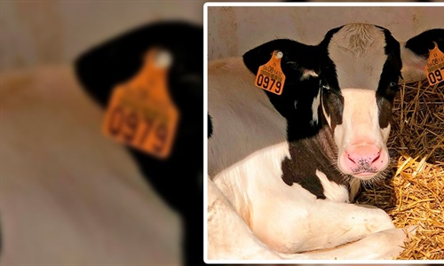 COAG rechaza la obligacin del crotal electrnico en las vacas en vigor...