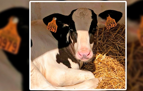 COAG rechaza la obligacin del crotal electrnico en las vacas en vigor...