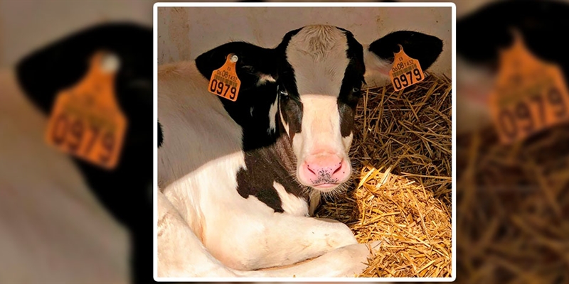 COAG rechaza la obligacin del crotal electrnico en las vacas en vigor desde este lunes