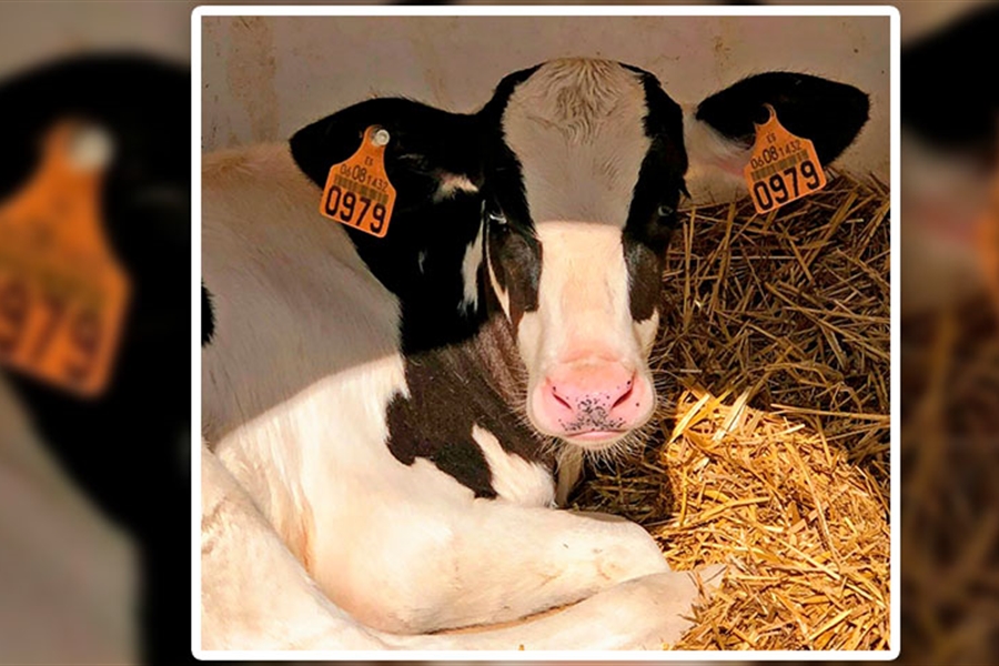 COAG rechaza la obligacin del crotal electrnico en las vacas en vigor...