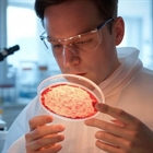 #RealidadGanadera Carne cultivada en laboratorio: promesas, trampas y desafos no resueltos