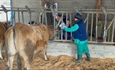 Asturias incrementa un 47 % las ayudas para agrupaciones de defensa sanitaria ganadera