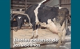 Efectos adversos de  las vacunas