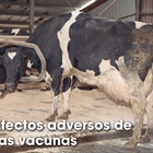 Efectos adversos de  las vacunas