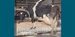 Efectos adversos de  las vacunas
