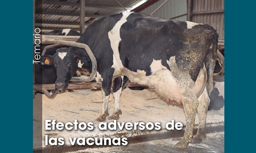 Efectos adversos de  las vacunas