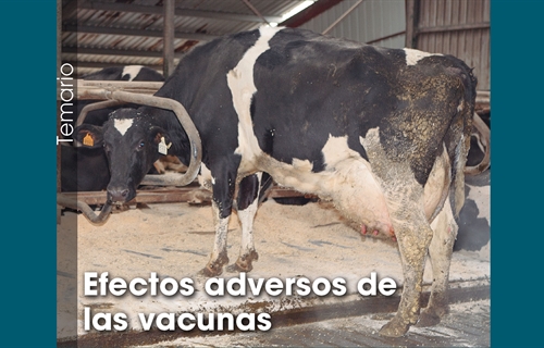 Efectos adversos de  las vacunas