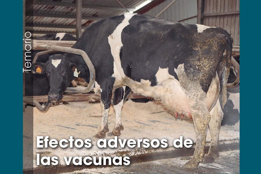 Efectos adversos de  las vacunas