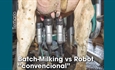Batch-Milking vs Robot convencional