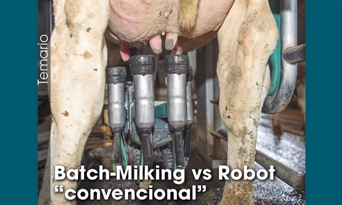 Batch-Milking vs Robot convencional