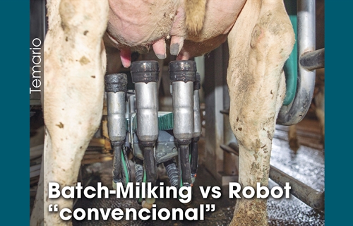 Batch-Milking vs Robot convencional