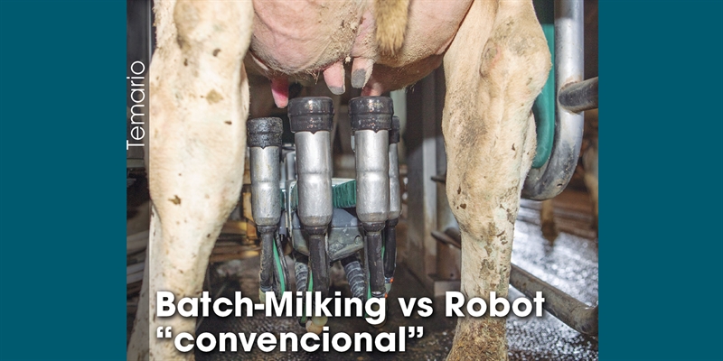 Batch-Milking vs Robot convencional