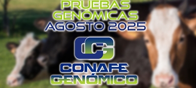 Actualizacin de las pruebas genmicas de Hembras CONAFE agosto 2025