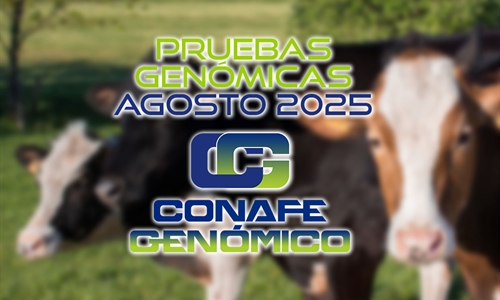 Actualizacin de las pruebas genmicas de Hembras CONAFE agosto 2025