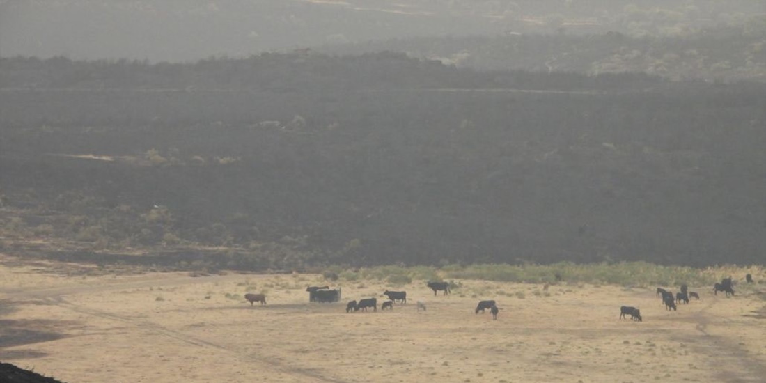 La ganadera es un pilar fundamental frente a los incendios y para...