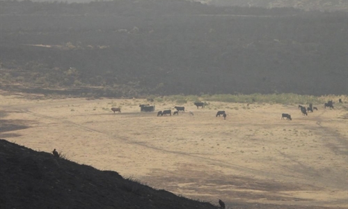 La ganader�a es un pilar fundamental frente a los incendios y para...