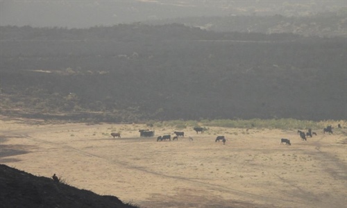 La ganadera es un pilar fundamental frente a los incendios y para...