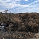 UPA pide medidas concretas y participar en el Pacto de Estado contra incendios