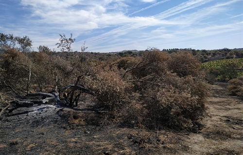 UPA pide medidas concretas y participar en el Pacto de Estado contra...