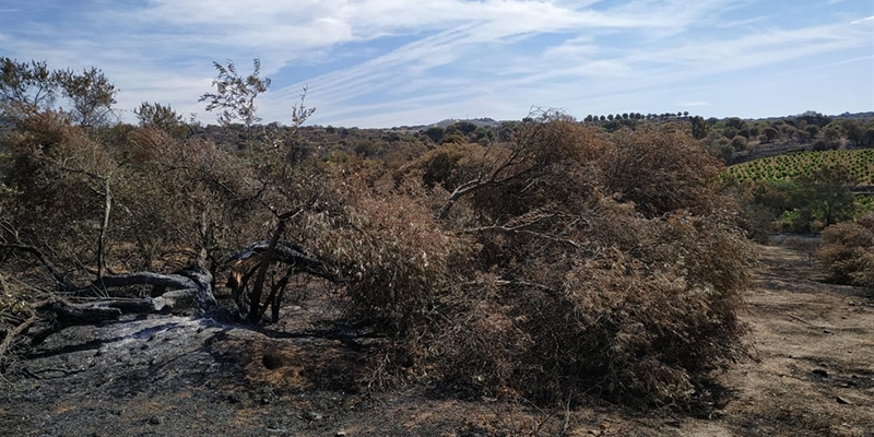 UPA pide medidas concretas y participar en el Pacto de Estado contra incendios