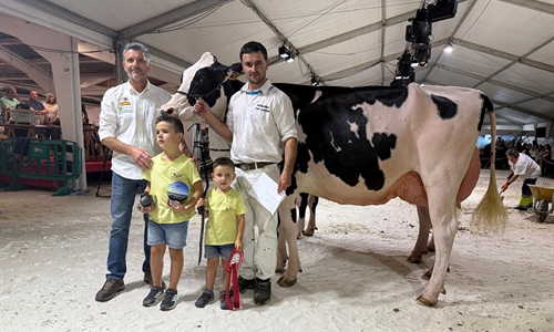 Venturo Delt Lambda Margarita (Ganadera Venturo), Vaca Gran Campeona...