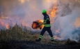 #RealidadGanadera: El papel de la ganadera en la prevencin de incendios forestales