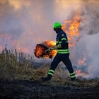 #RealidadGanadera: El papel de la ganadera en la prevencin de incendios forestales