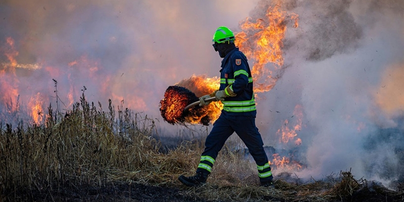 #RealidadGanadera: El papel de la ganadera en la prevencin de incendios forestales