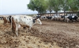 El Gobierno hace un llamamiento a la vacunacin contra lengua azul aunque sea voluntaria