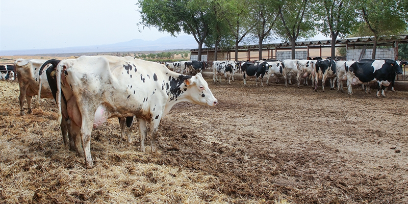 El Gobierno hace un llamamiento a la vacunacin contra lengua azul aunque sea voluntaria