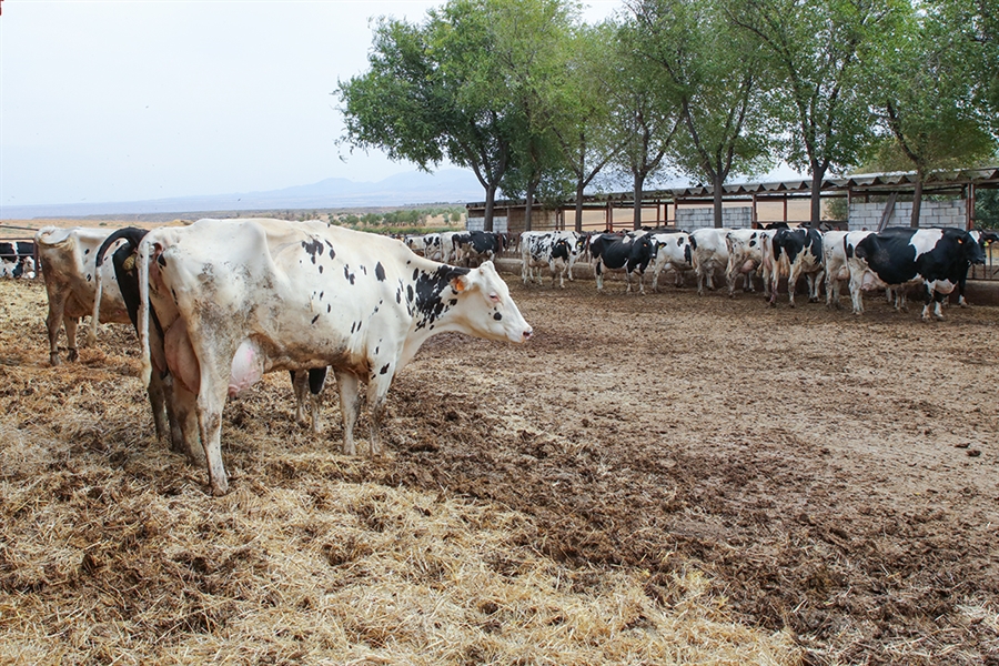 El Gobierno hace un llamamiento a la vacunaci�n contra lengua azul...
