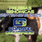 Actualizacin de las pruebas genmicas de Hembras CONAFE septiembre 2025