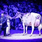 Venturo Happen Rosani (Casa Venturo) gana para Asturias el Concurso Nacional de Raza Frisona 2025