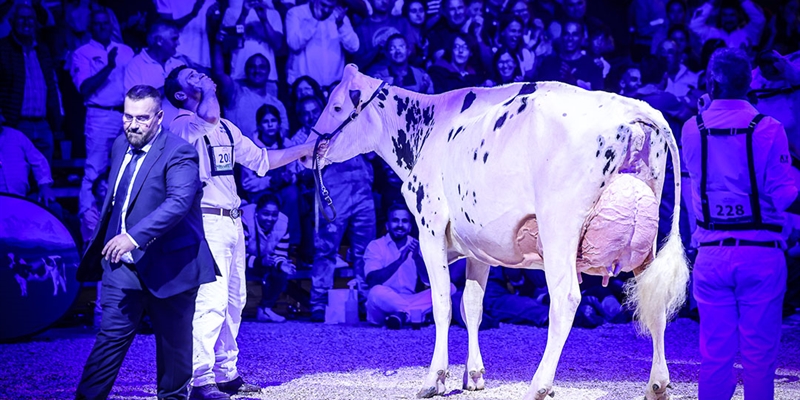 Venturo Happen Rosani (Casa Venturo) gana para Asturias el Concurso Nacional de Raza Frisona 2025
