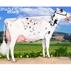 Fotos oficiales del 45 Concurso Nacional de la Raza Frisona CONAFE 2025