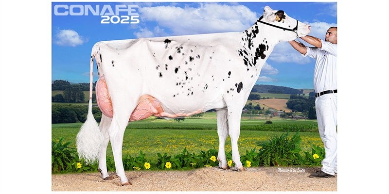 Fotos oficiales del 45 Concurso Nacional de la Raza Frisona CONAFE 2025