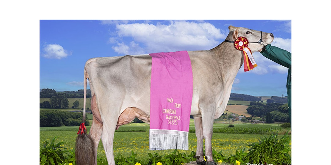 Justo BS Optimal Belinda (Casa Justo Fastias), Vaca Gran Campeona...