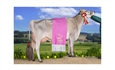 Justo BS Optimal Belinda (Casa Justo Fastias), Vaca Gran Campeona Nacional de Raza Parda 2025