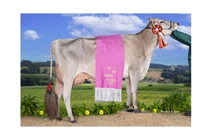 Justo BS Optimal Belinda (Casa Justo Fastias), Vaca Gran Campeona Nacional de Raza Parda 2025