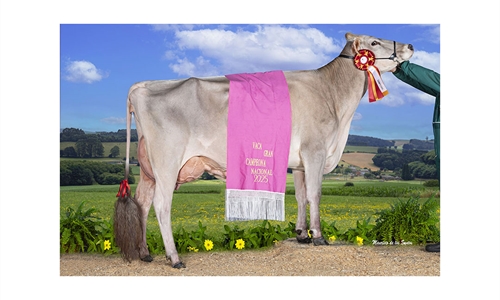 Justo BS Optimal Belinda (Casa Justo Fastias), Vaca Gran Campeona...