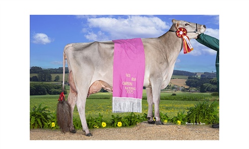 Justo BS Optimal Belinda (Casa Justo Fastias), Vaca Gran Campeona...