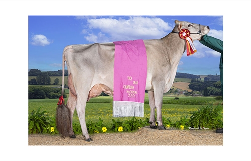 Justo BS Optimal Belinda (Casa Justo Fastias), Vaca Gran Campeona...