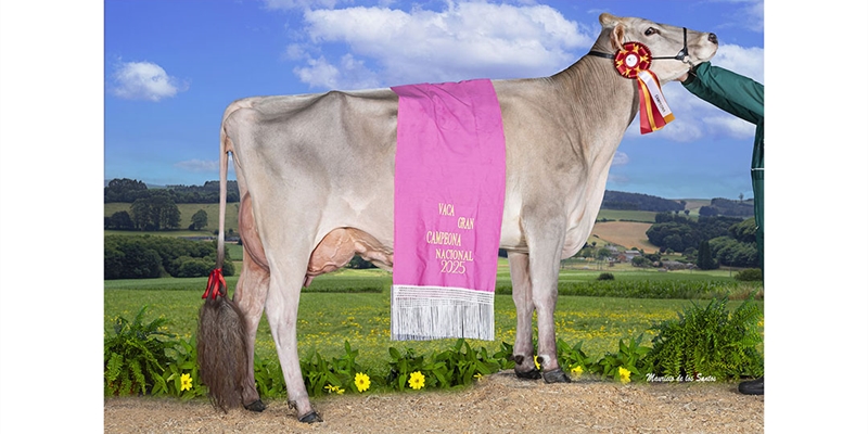 Justo BS Optimal Belinda (Casa Justo Fastias), Vaca Gran Campeona Nacional de Raza Parda 2025