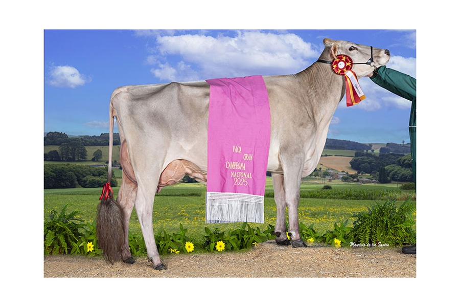 Justo BS Optimal Belinda (Casa Justo Fastias), Vaca Gran Campeona...