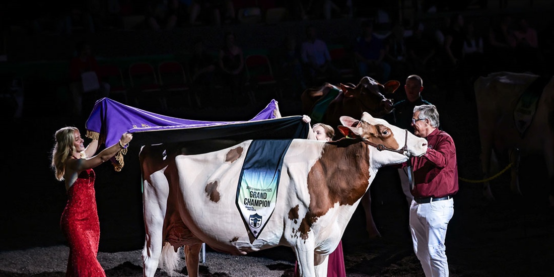 Golden-Oaks Temptres-Red-ET, Vaca Campeona Suprema de la World Dairy...