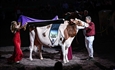 Golden-Oaks Temptres-Red-ET, Vaca Campeona Suprema de la World Dairy Expo 2025 de Madison