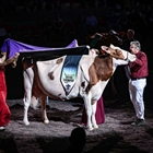 Golden-Oaks Temptres-Red-ET, Vaca Campeona Suprema de la World Dairy Expo 2025 de Madison