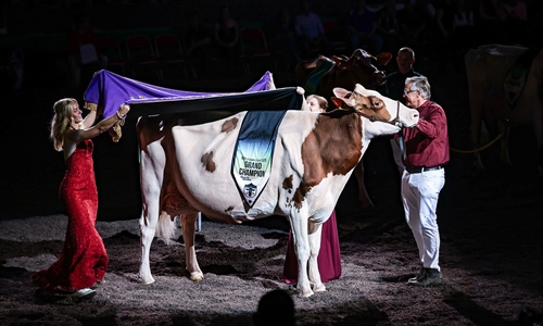 Golden-Oaks Temptres-Red-ET, Vaca Campeona Suprema de la World Dairy...