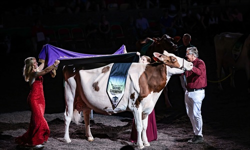 Golden-Oaks Temptres-Red-ET, Vaca Campeona Suprema de la World Dairy...