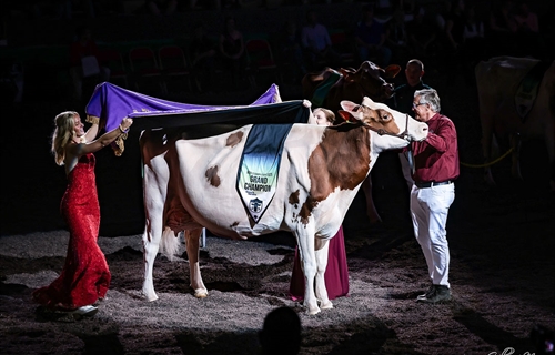 Golden-Oaks Temptres-Red-ET, Vaca Campeona Suprema de la World Dairy...